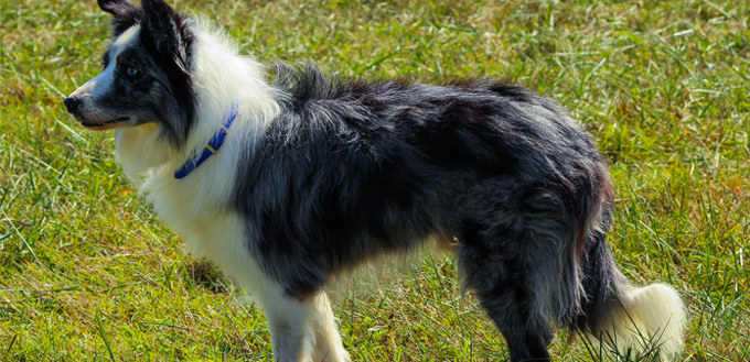 border collie