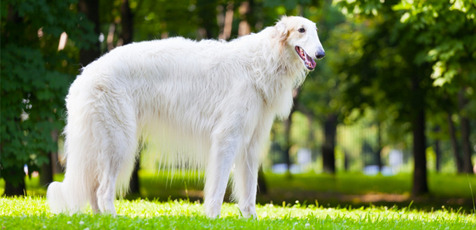 borzoi breed