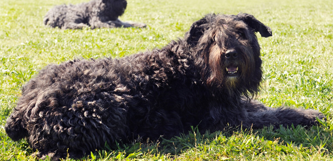 bouvier des flandres breed