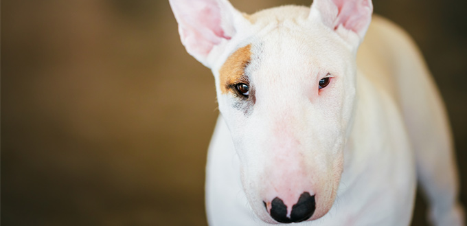 Bull terrier fog