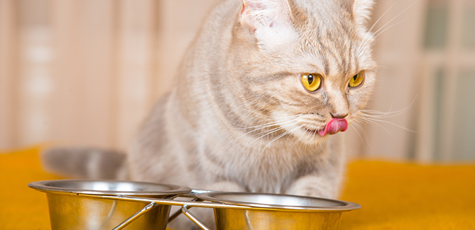 cat drinking from bowl