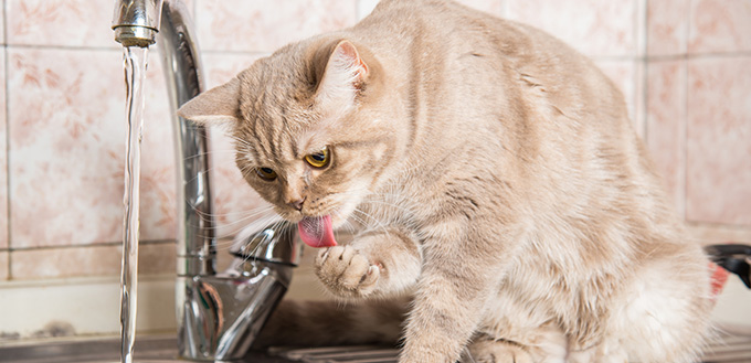 cat drinking water