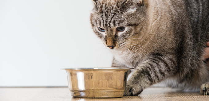 When Do I Stop Feeding My Cat Kitten Food Purina Blue Colour Palette Color Palette Pastel Palette