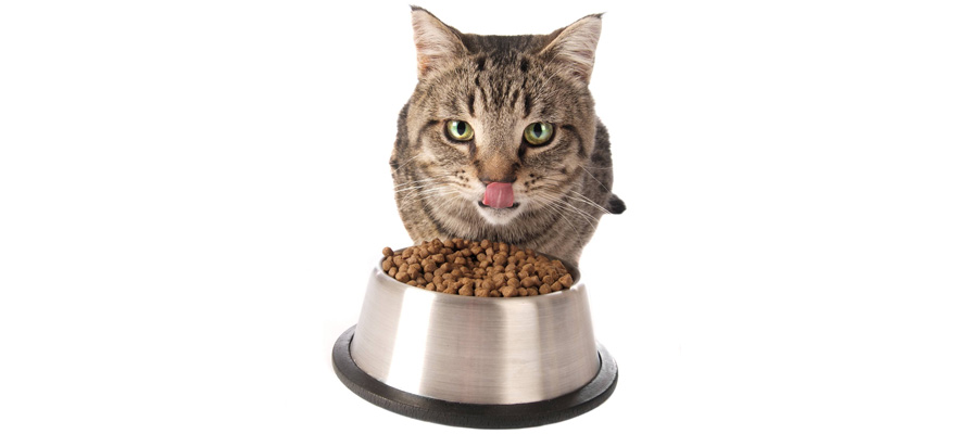 Best Cat Food for Sensitive Stomach (Review & Guide) 2019