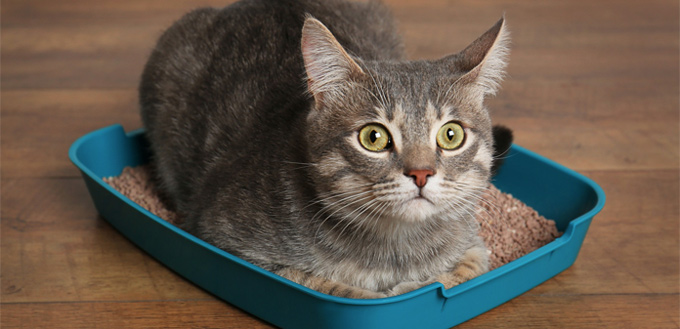 cat in her litter box