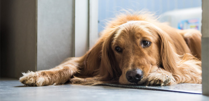 charcoal for dogs