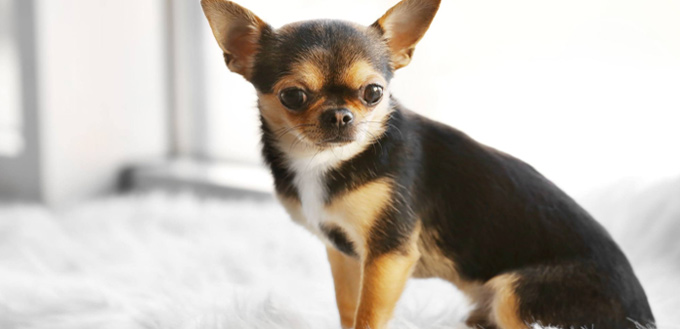 chihuahua