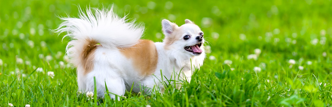 chihuahua breed facts and temperament
