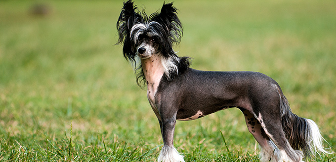 chinese crested dog