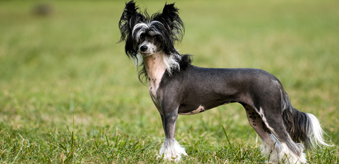 chinese crested