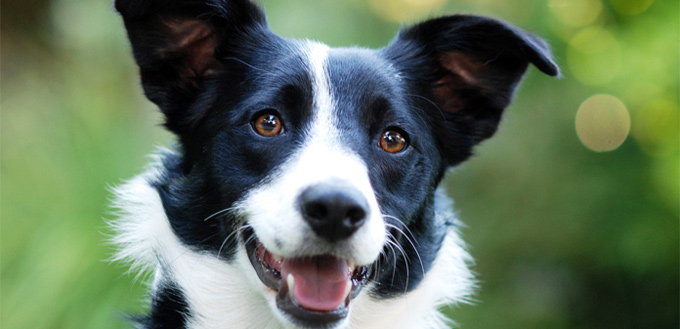 Collie dog