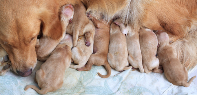 colostrum milk for puppies