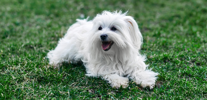 coton de tulear