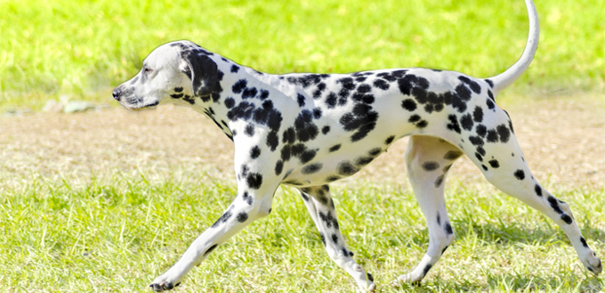 dalmatian breed