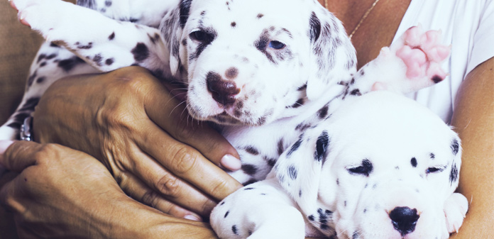 Dalmatian dog