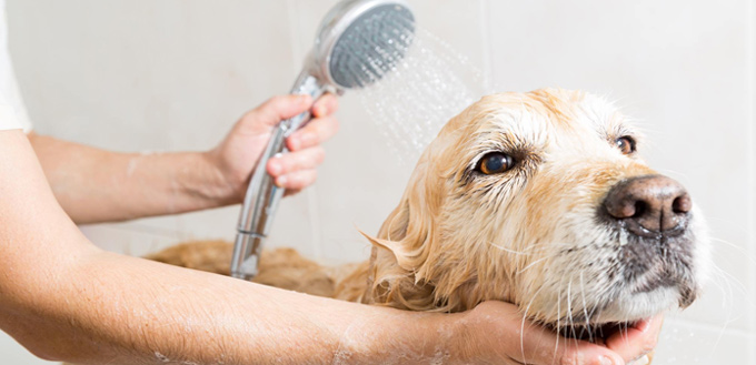 dog bath