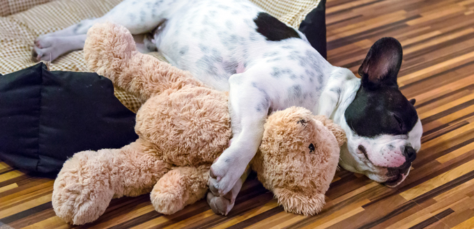 dog bed