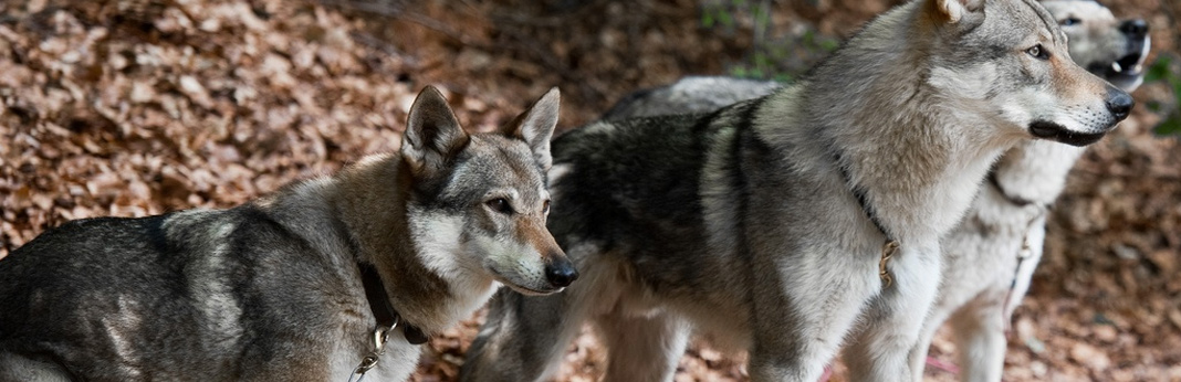 what dog breed is closest to wolves