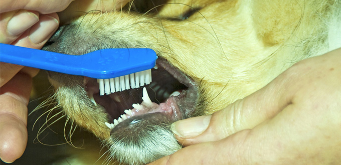 dog dental care