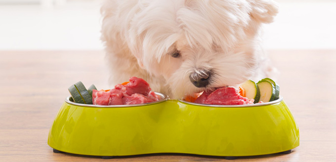 dog eating tuna in bowl