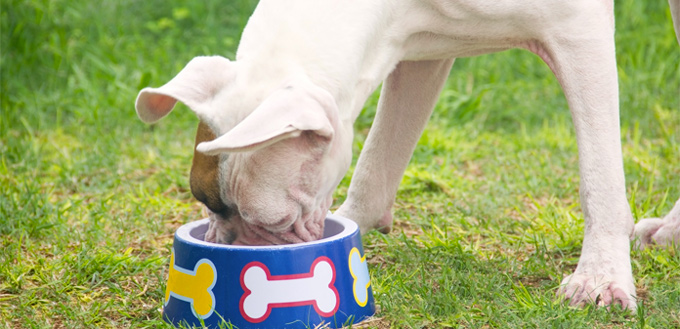 dog eats rice