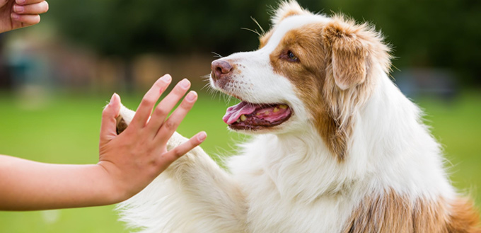 dog high five