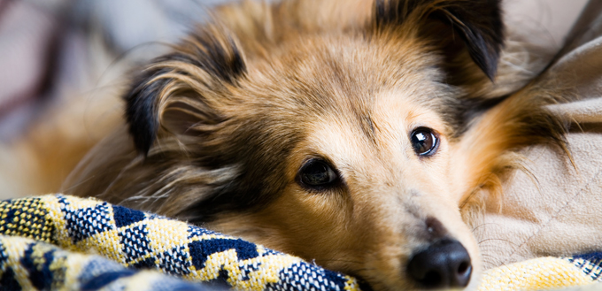 dog in bed