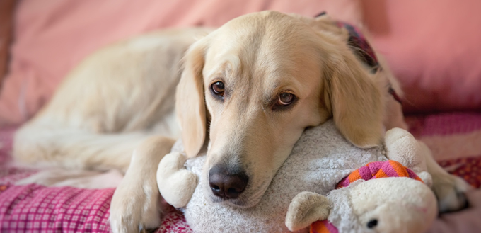 dog laying down