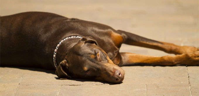 dog laying in the sun