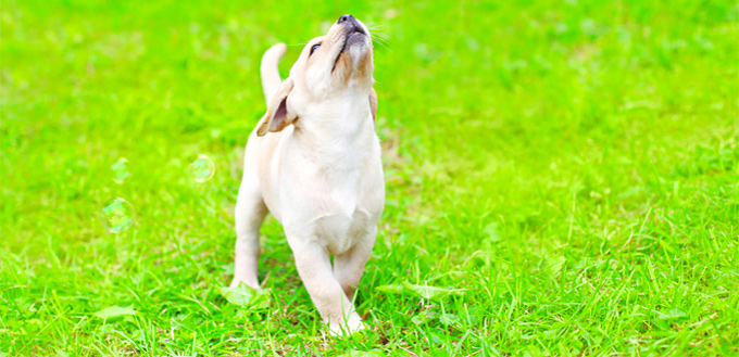 dog playing with bubbles