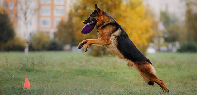 dog playing with frisbee