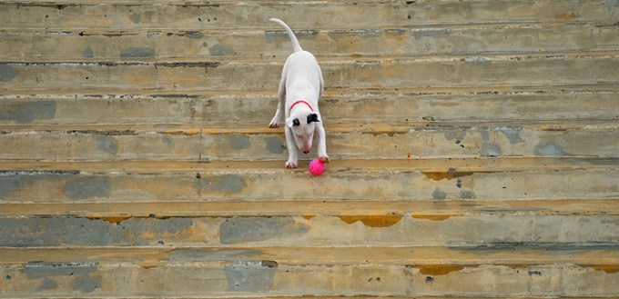 dog plays fetch down the stairs