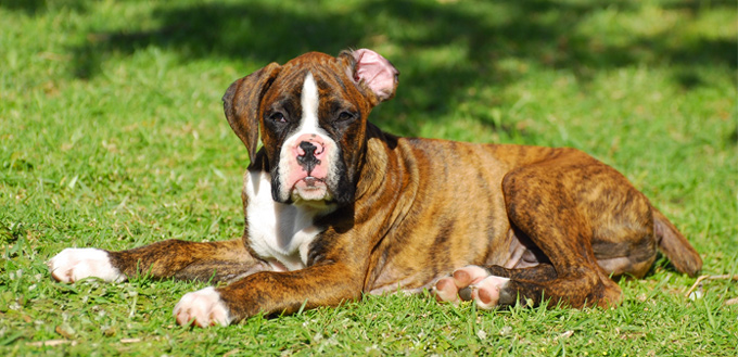 dog sunbathing