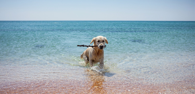 dog swimming