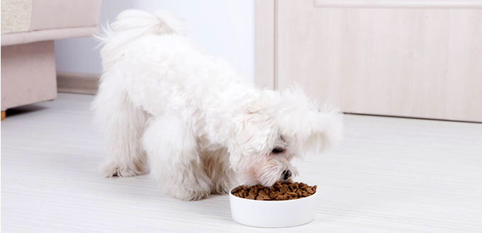 ascorbic acid safe for dogs