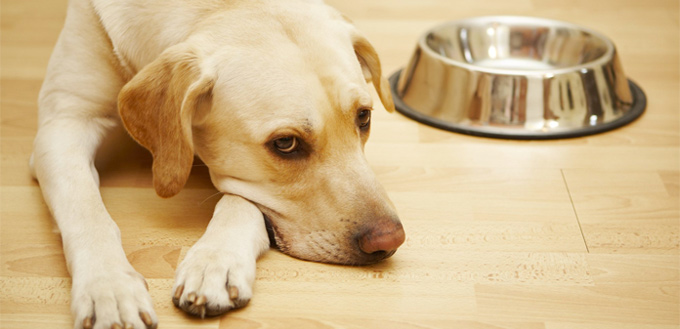 dog with bowl of tuna