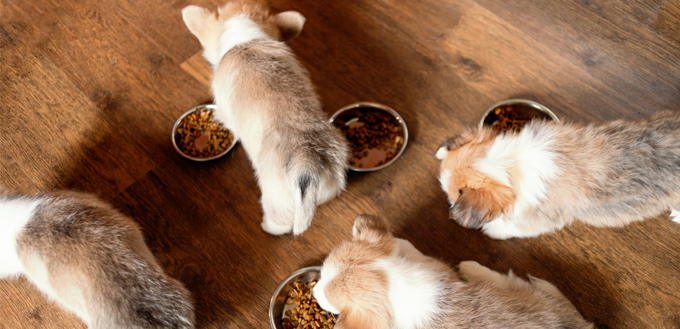 dogs eating