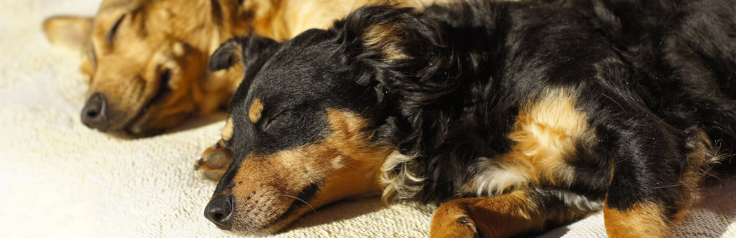 dogs like to lay in the sun