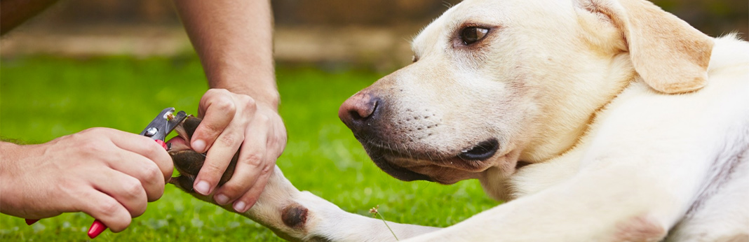 dogs nail clippers