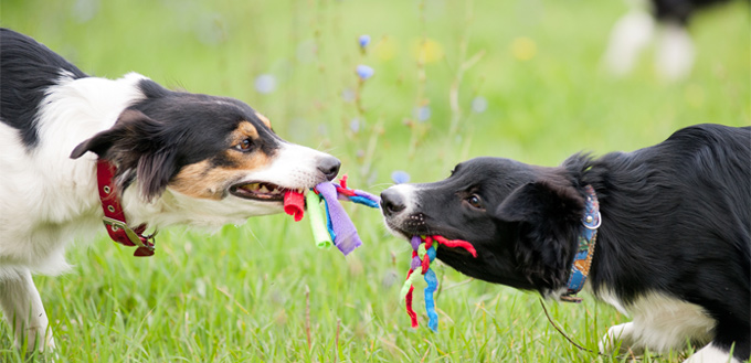 dogs playing with rope