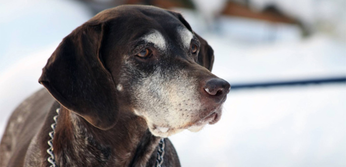 dogs skin tags