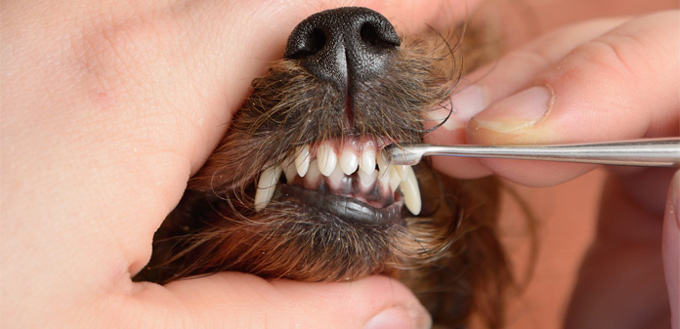 dog's teeth cleaning