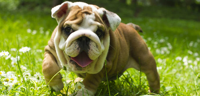 english bulldog