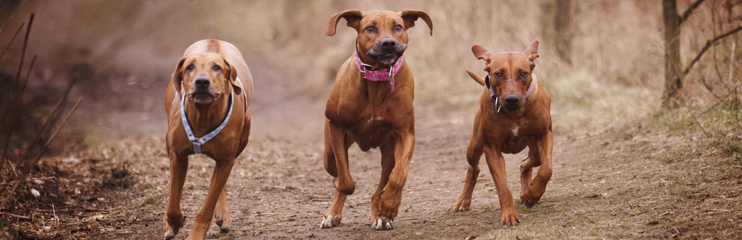 fastest-dog-breeds