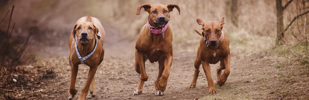 fastest dog breeds