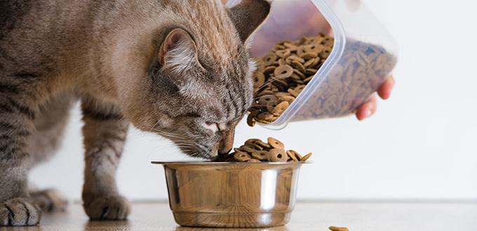 when do you stop giving kitten food