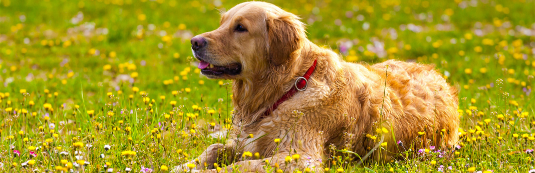 fleas and ticks on dogs