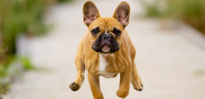 french bulldog