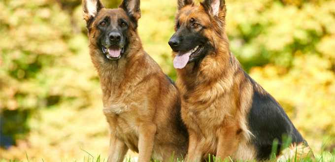 german shepherd police dog