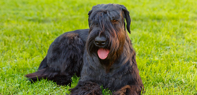 giant schnauzer